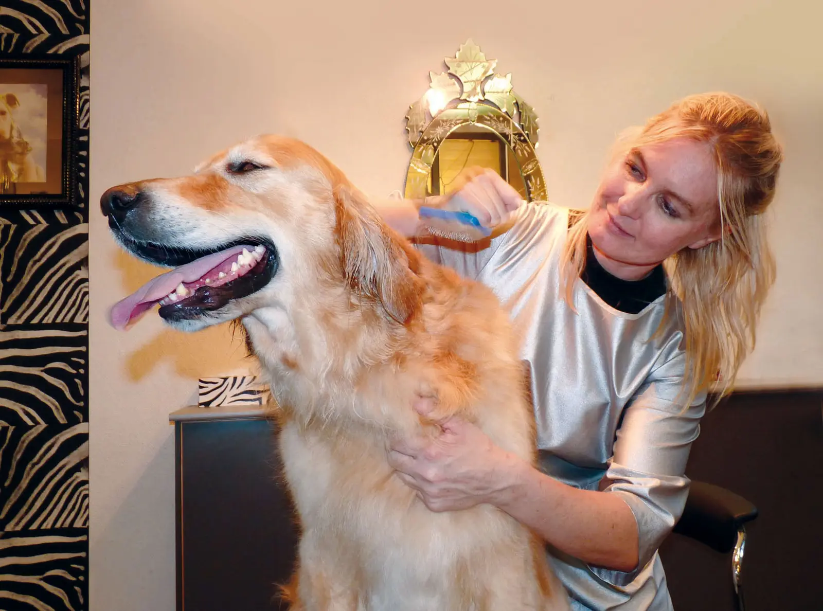Un chien sort du bain chez le toiletteur